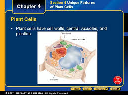 Unique features of plant cells plastids chromoplasts contain colorful pigments & may or may not take part in photosynthesis. Chapter 4 Cell Structure And Function Table Of