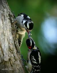 Birds Of Southern Illinois Downey Woodpeckers Johnson County Southern Illinois Downey Woodpecker Southern Illinois Johnson County