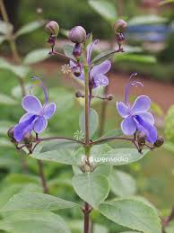 Image result for Rotheca myricoides