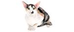 Hypoallergenic Cat Breeds For People Who Are Allergic