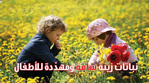 نبات البوتس ومعلومات مهمة جداعن الرعاية والاكثار قناة تكنومكس م شريف فاروق Youtube