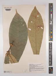 Image result for Oubanguia