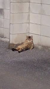 Hangover Crazy Cats Cute Animals Cats