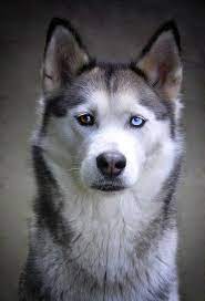Se ofrece pastor australiano para montas (blue merle)está registrado en la asca como semental. Perro Husky Siberiano Origen Caracteristicas Alimentacion Y Cuidados Blog De Animales
