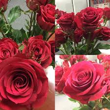 Pin On Red Roses