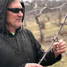 Finished pruning the trees yesterday 🍎 Steve Jacobson, owner of the Apple  Barn Orchard and Winery is pointing to the tightly wrapped buds. Multiple  flowers will come from each bud. Each pollinated