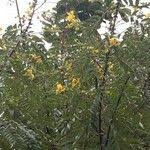 Image result for Senna petersiana