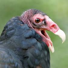 Bird With No Feathers On Head Vultures Are Characterized By Their Bald Heads The Absence Of Feathers Is To Keep The Head Clean While Feeding Funny Looking Animals Vulture Animal Totems