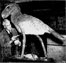 Maybe you would like to learn more about one of these? Absurd Creature Of The Week The Murderous 10 Foot Tall Bird With A Beak Like A Pickax Wired
