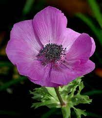 Anemone Coronaria Family Ranunculaceae Anemone Flowers Plants