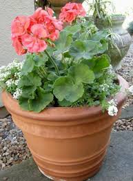 Image result for foto muškáty