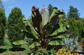 Image result for Ensete ventricosum