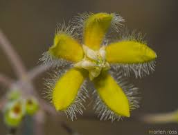 Image result for Pergularia