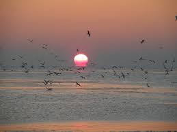 Tussen de eilanden en het vasteland ligt de waddenzee, die bij eb grotendeels droogvalt en daardoor een zeer belangrijk foerageergebied is voor vogels. Ijsselmeer Wadden Noordzee Vaargebieden Elegant