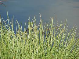 Image result for Cyperus laevigatus