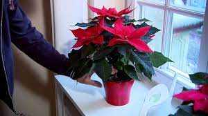 Poinsettia Plants Major Varieties Caring Tips And Facts Greenkosh
