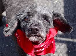 Pepper A1079787 Dogs Dog Safe Nyc Dogs