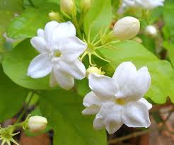 Arabian Jasmine Growing And Caring Tips Morflora Jasmine Plant Jasmine Flower Flowers