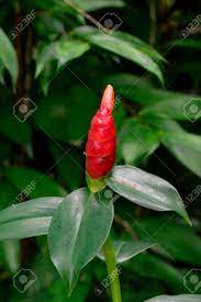Image Of Red Button Ginger Or Costus Woodsonii Or Red Malay Ginger Stock Photo Picture And Royalty Free Image Image 89199291
