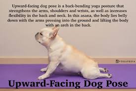 What Is Upward Facing Dog Pose Definition From Yogapedia Upward Facing Dog Upward Facing Dog Pose Dog Poses