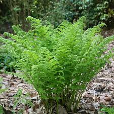 Image result for Dryopteris fadenii