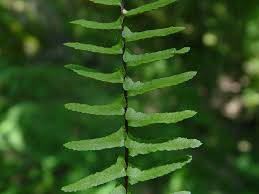 Image result for Asplenium monanthes