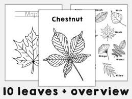 Download and print these printable leaf coloring pages for free. Leaf Coloring Pages Autumn Printable Craft Activity Kids Happy Paper Time