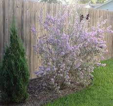 Check spelling or type a new query. Deer Resistant Plants In Victoria County Home And Garden Victoriaadvocate Com