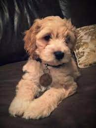Health exam, vaccine, dewormer, 2 year warranty, taxes and 1 bag of oven baked food. Cockapoos Breeders Registry American Cockapoo Club
