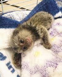 Female Marmoset Monkey Price 1800 Jpg Marmoset Monkey Monkeys For Sale Marmoset Monkey For Sale