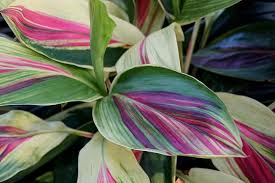 Check spelling or type a new query. 23 Colorful Houseplants To Warm Up Your Winter Gardener S Path