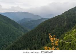 314 Misty Washington Woods Images, Stock Photos, and Vectors