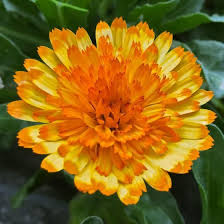 Winterharte Calendula Winter Wonders Amber Arctic Von Gartner Potschke Stauden Pflanzen Ringelblumen Pflanzen