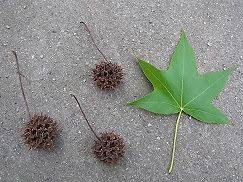 楓 フウ 紅葉葉楓 モミジバフウ