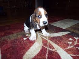 Browse thru our id verified puppy for sale listings to find your perfect puppy in your area. Basset Hound Puppies For Sale Cincinnati Oh 216941
