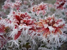 Hai navigato fino a qui per trovare informazioni su fiori d'inverno? Fiori D Inverno Creando Idee