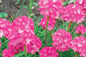 Order flowers online and discount flowers bloomex canada What Is Your Birth Month Flower The Home Depot Canada