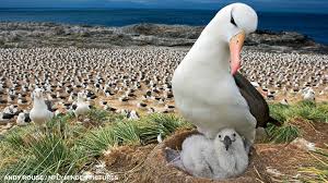Mystery Animal: Albatross - NWF | Ranger Rick