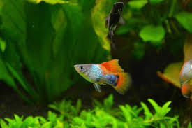 Platy Fish Care Size Lifespan Feeding Tankmates Breeding