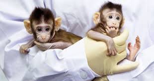 Scientists Clone Monkeys For The First Time Primates Animal Experiments Animal Pictures