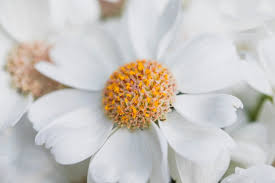 Fioraio bianchi caffè è anche un laboratorio floreale. Petali Bianchi Di Fiore Con Centro Giallo Foto Gratis