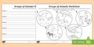 Animal Groups Worksheet Teacher Made