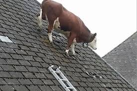 Cow Stuck On Roof Is The Most Bizarre Thing You Ll See All Day Funny Animal Pictures Cute Cows Animal Pictures