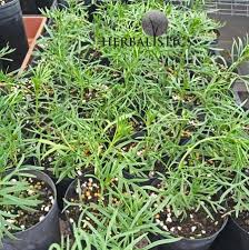 Image result for Huberantha