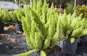 A zillion things home · fast & free shipping · top brands & styles Asparagus Densiflorus Myersii Foxtail Fern From Plant Life Farms