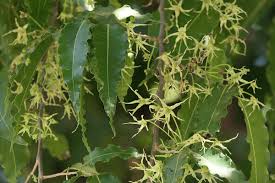 Image result for Monoon