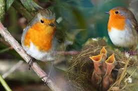 Feed the baby robin mealworms, earthworms or grubs. Robin Family Feeding Time Daily Squee Cute Animals Cute Baby Animals Cute Animal Pictures Animal Gifs Gif Animals
