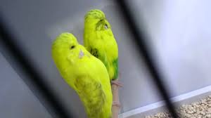 Lacewing Ve Recessive Muhabbet Kusu Youtube