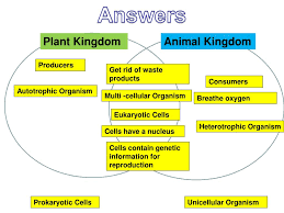 Plant cell and animal cell venn diagram answers. Ppt Plant Kingdom Powerpoint Presentation Free Download Id 2120551