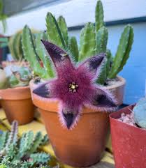 Image result for Stapelia